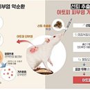 김양수「매미」 이미지