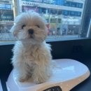 갈매독 애견유치원 이미지