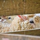 우산목장 이미지