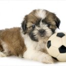 아이러브강아지 이미지