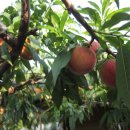 최종화농장 이미지