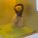 페트로동물의료원 이미지