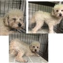 해맞이 동물병원 이미지