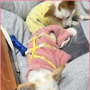 탑골숯불닭갈비홍천비발디파크점 이미지