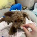 스펙트라 | 펫버킷 직구 후기 <넥스가드 스펙트라>