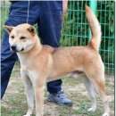 까치말진돗개농장 이미지