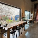 제주기억 | 제주 조천읍 카페 비바에이 제주 솔직후기 벚꽃 시즌 추천