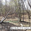 보령산양산삼