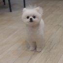 오렌지독하우스 이미지