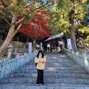 주식회사단풍나무짐 | 대마도패키지 1박2일 대마도여행 후기 + 여행특공대 예약