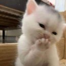 시로씨 이미지