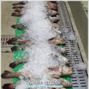 8월 5일(금) 목포는항구다 생선카페 하의수산 판매생선[ 횟감용 민어, 먹갈치, 오징어, 고등어, 황석어(강달어) ] 이미지
