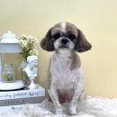 댕그루밍 이미지