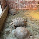 아이닥터 콘택트 울산점 | 캐니언파크 울산점 3층 실내동물원 후기 1탄! 동물 좋아하는 아이라면 먹이체험 꼭꼭