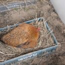 새봄농장 이미지