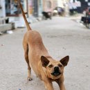 댕버랜드 이미지