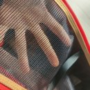 가방위에 고양이 | 아이캔더 아이백 내돈내산 / 고양이 이동가방 / 반려동물 이동가방 추천