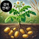 드라마 감자연구소에서 연구할 신박한 프로젝트는?!우리나라엔 감자언제?