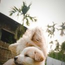 미소로동물병원 이미지