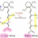 시스 트랜스 레티날 이미지