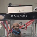 오픈독하우스 이미지