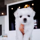 댕댕이 애견샵 이미지