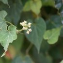 큰조롱 [Asclepiadaceae (박주가리과) ＞ Cynanchum (백미꽃속) ＞ wilfordii (큰조롱)] 이미지