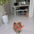 메르시켄넬 이미지
