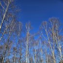 자작나무숲정상 이미지