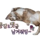 콩쥐분식