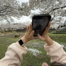 대덕농장 | [2026년 4월 4일]대청댐 로하스 공원 벚꽃 95% 만개! 주말 나들이 &amp; 문의 부부농장 내돈내산