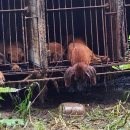 금지농장 이미지