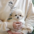 하나애견샵 이미지