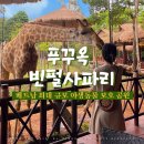 전통토끼식당 | 푸꾸옥 빈펄사파리 후기ㅣ가족여행 강추! 사파리버스 &amp; 기린식당 먹이주기 체험까지