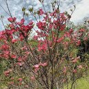 산딸나무(체로키 꽃산딸.미산딸),특수목조경산딸나무 이미지