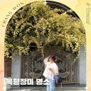 GS25창원명서점 | 목향장미 명소 창원 가고파갤러리 진해 보타닉뮤지엄 5월 꽃구경 여행