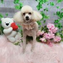이쁘다 미용