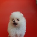 응답하라 몽몽이 이미지