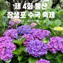 주차22 | 2025 울산 장생포 수국 페스티벌 6/22 다녀온 후기(주차/입장료/고래문화마을 등)