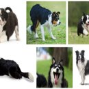 다산동물약국 이미지