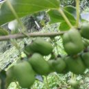 다래농장 이미지