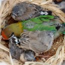 카나리아 이미지