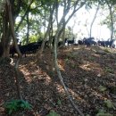 마이산 농장 이미지