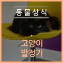 해든고양이병원 이미지