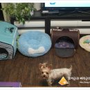 써리 독 이미지