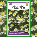 씨드