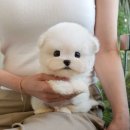 야은로-19 네이버블로그