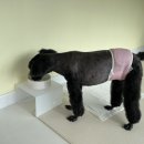 차차펫살롱 이미지