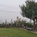 냉이꽃 민박 이미지