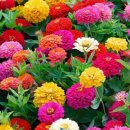 올리농장 이미지